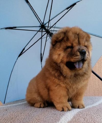 Chow chow 